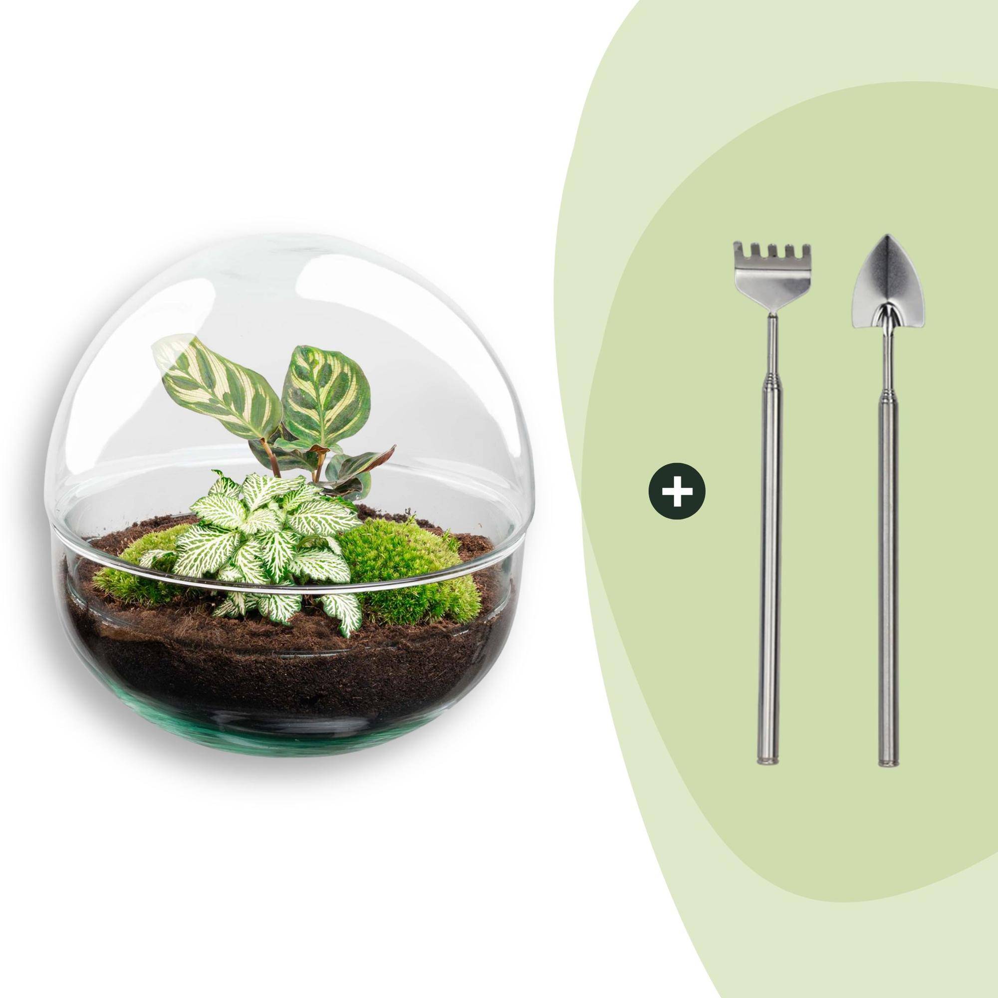Terrarium à composer boule en verre recyclé - Ø20-H20cm - avec râteau et pelle - Fittonia Calathea - Terrarium DIY