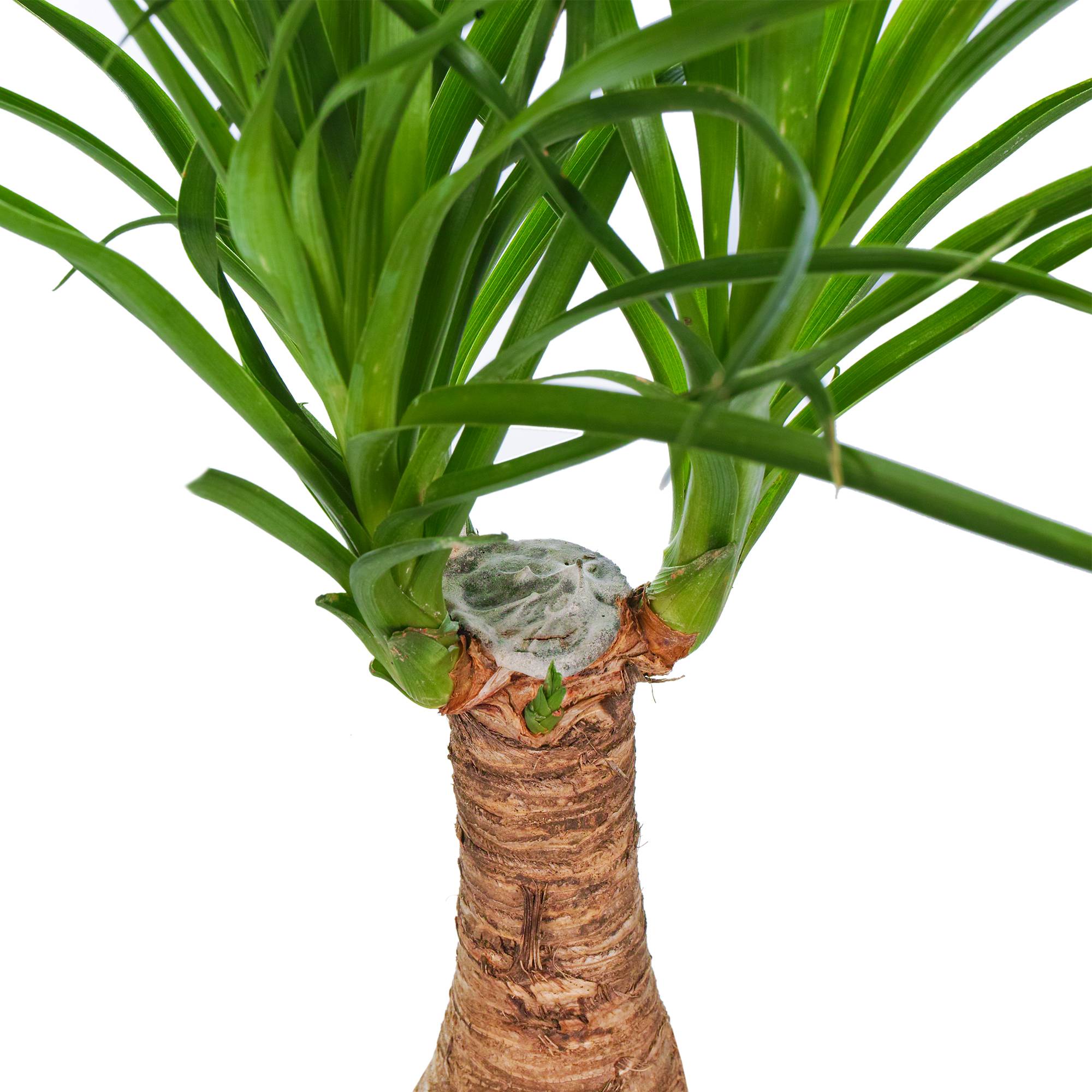 Gardenersdream - Beaucarnéa Noline Recourbée Pied D’Éléphant Pour La Maison Ou Le Bureau (40-50 Cm Pot Inclus) - GardenersDream - Imagen 3