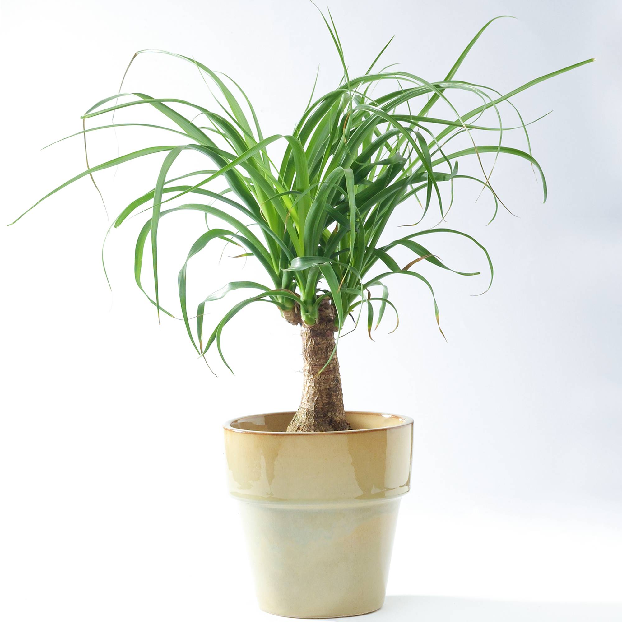 Gardenersdream - Beaucarnéa Noline Recourbée Pied D’Éléphant Pour La Maison Ou Le Bureau (40-50 Cm Pot Inclus) - GardenersDream - Imagen 1