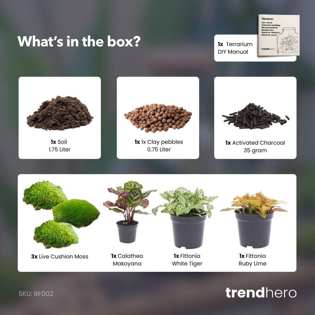 Kit Rempotage Plantes Pour Terrarium 3 Plantes : Calathéa + 2 Fittonia - D6 H1cm - Image 2