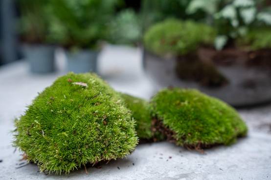 Kit Rempotage Plantes Pour Terrarium 3 Plantes : Calathéa + 2 Fittonia - D6 H1cm - Image 4