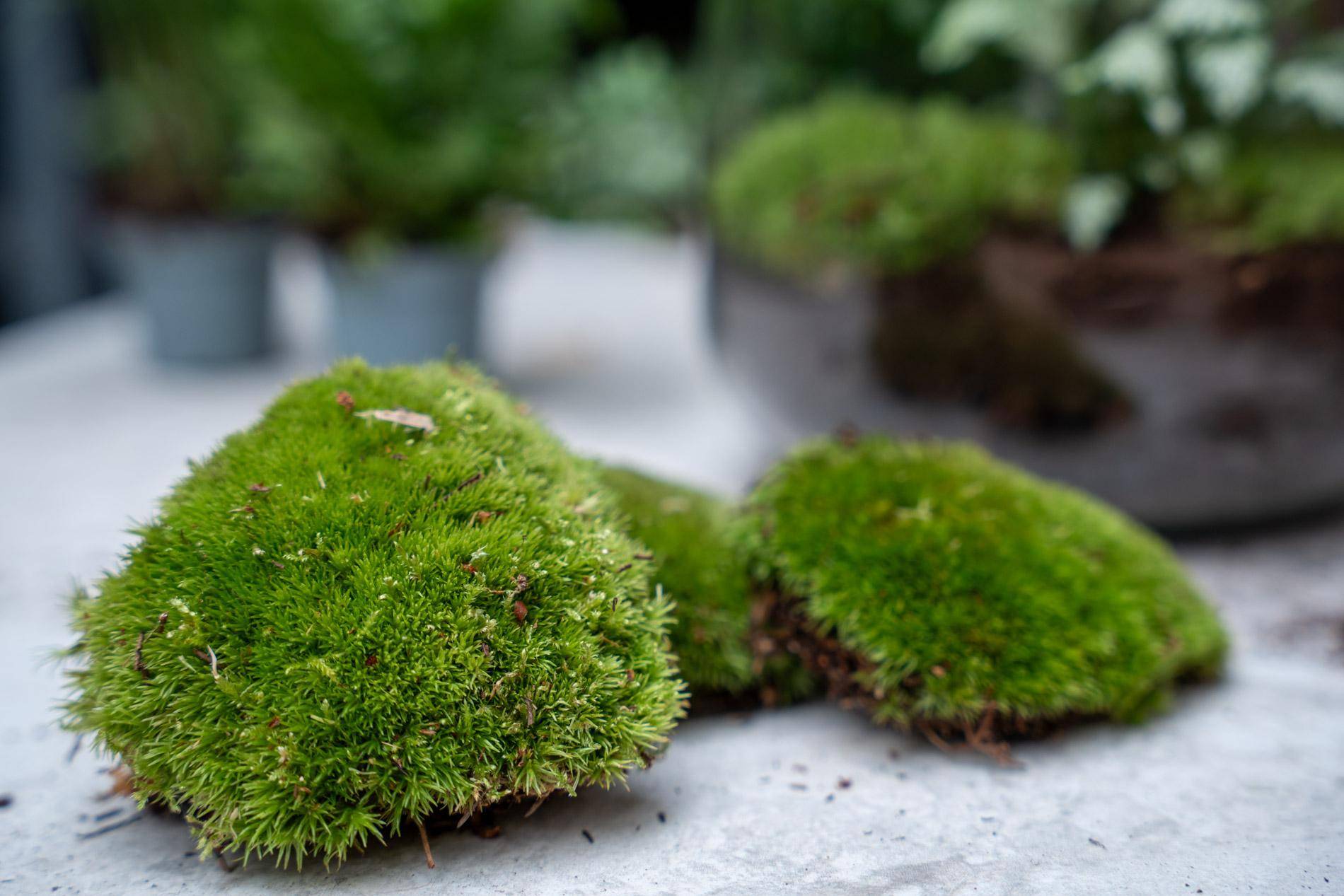 Kit Rempotage Plantes Pour Terrarium 3 Plantes : Calathéa + 2 Fittonia - D6 H1cm - Image 4