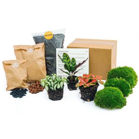 Kit Rempotage Plantes Pour Terrarium 3 Plantes : Calathéa + 2 Fittonia - D6 H1cm - Image 1