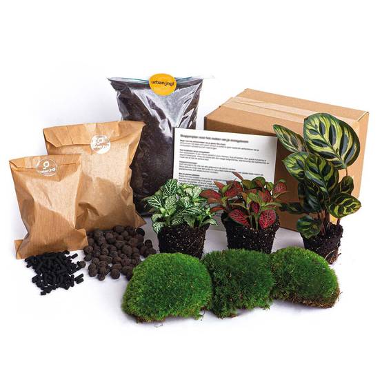 Kit Rempotage Plantes Pour Terrarium 3 Plantes : Calathéa + 2 Fittonia - D6 H1cm - Image 3
