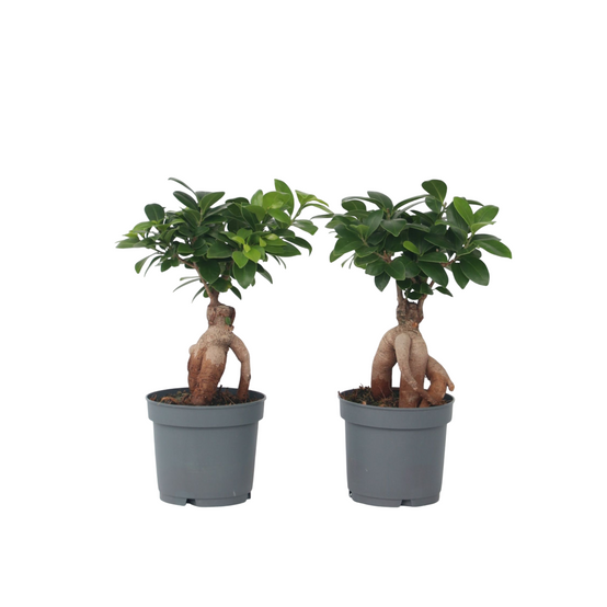 Plant In A Box - Bonsaï - Set de 2 - Ficus microcarpa - Hauteur 30-40cm - ⌀12cm - Image 1