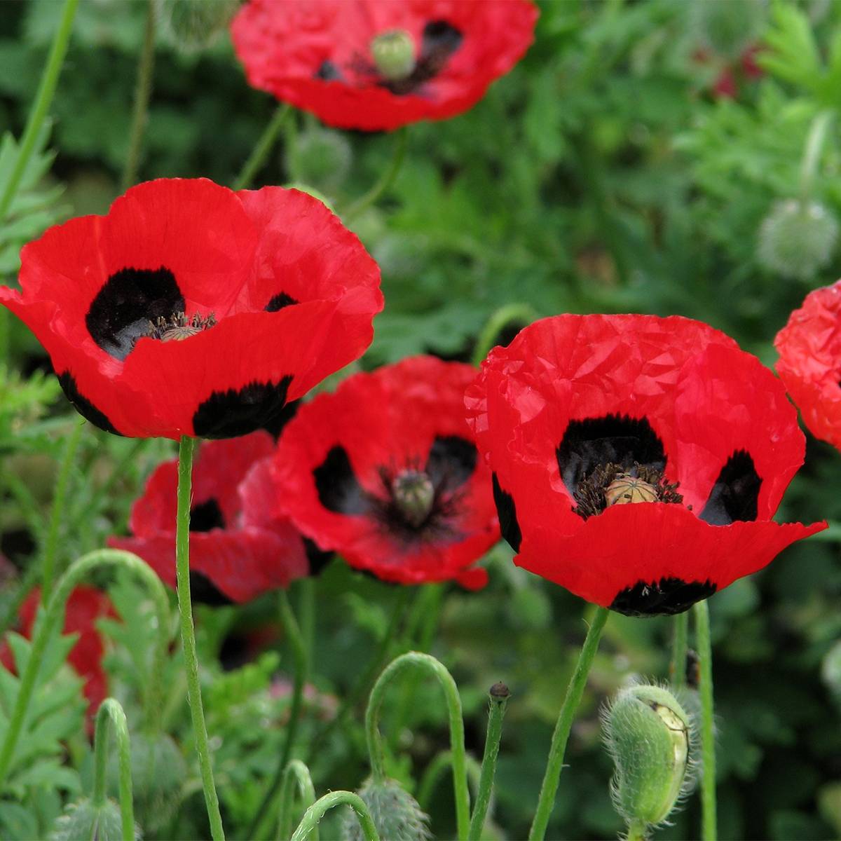 Promesse de Fleurs - Graines de Coquelicot coccinelle - Papaver commutatum  Ladybird Sachet de 1.5g