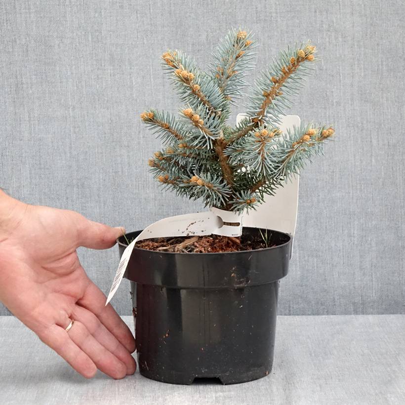 Epicea bleu - Picea pungens Glauca Globosa Pot de 2L/3L - Image 2