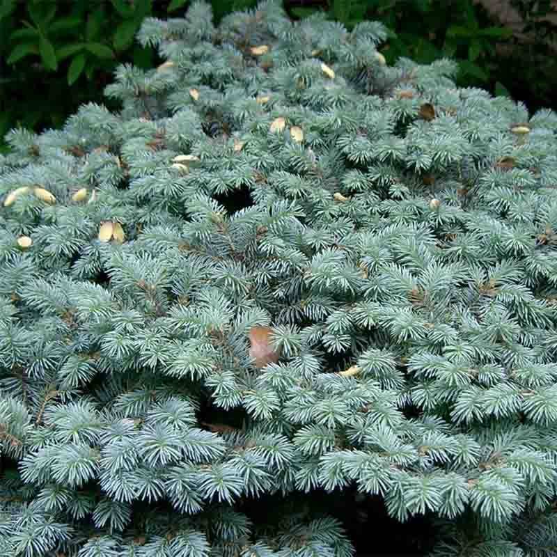 Epicea bleu - Picea pungens Glauca Globosa Pot de 2L/3L - Image 1
