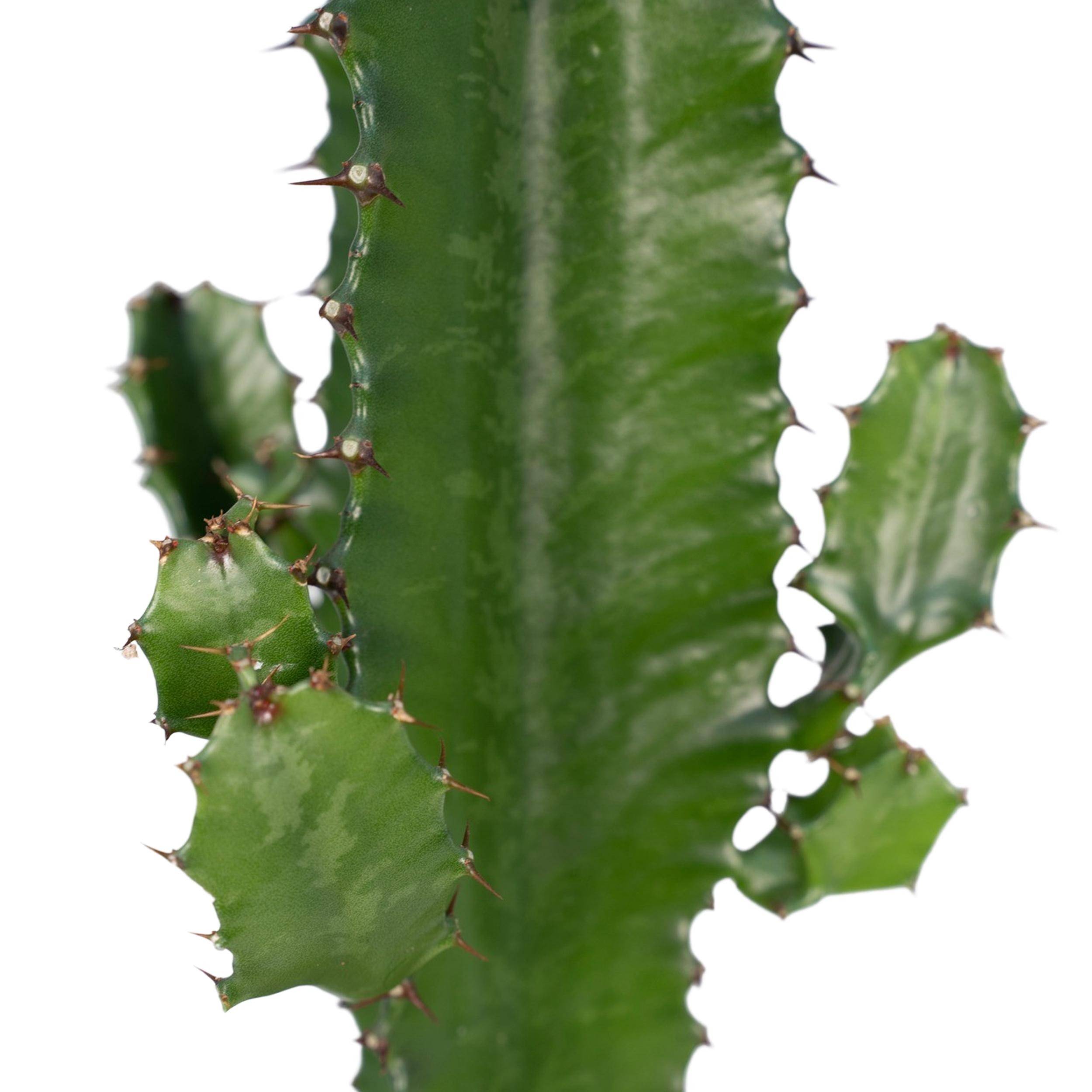 La Green Touch - Euphorbe Acrurensis 50cm - Plante d'intérieur- La Green Touch - Image 3