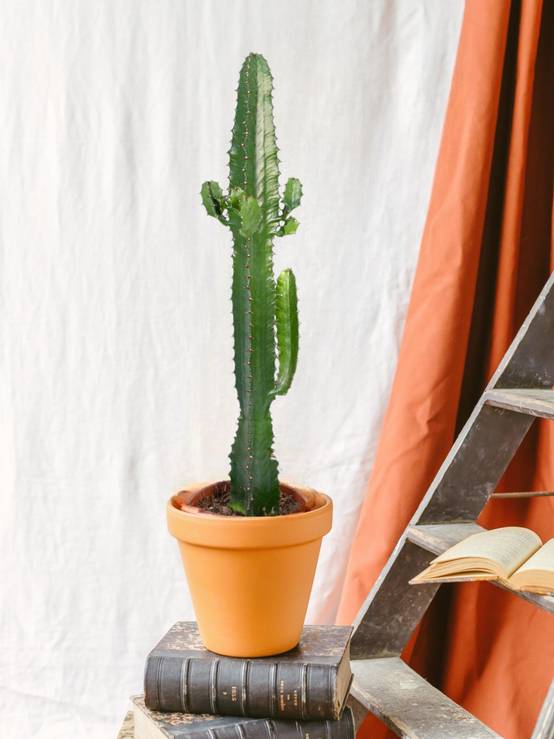 La Green Touch - Euphorbe Acrurensis 50cm - Plante d'intérieur- La Green Touch - Image 2