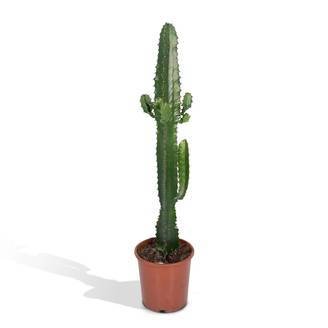 Euphorbe Acrurensis 50cm - Plante d'intérieur- La Green Touch