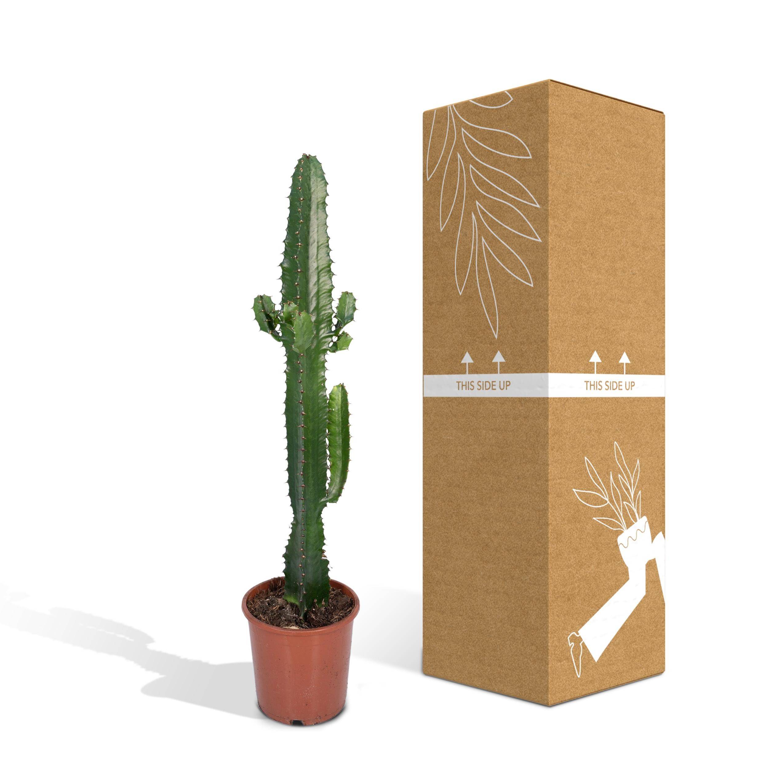 La Green Touch - Euphorbe Acrurensis 50cm - Plante d'intérieur- La Green Touch - Image 5