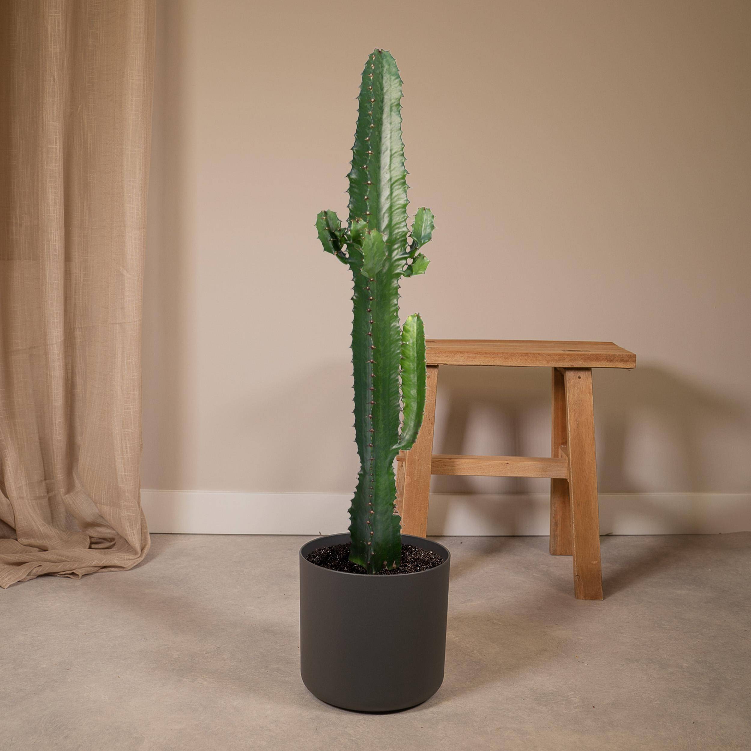 La Green Touch - Euphorbe Acrurensis 50cm - Plante d'intérieur- La Green Touch - Image 2