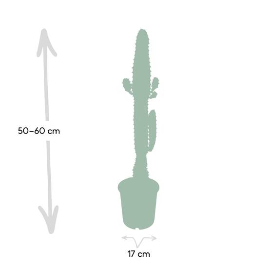 La Green Touch - Euphorbe Acrurensis 50cm - Plante d'intérieur- La Green Touch - Image 4