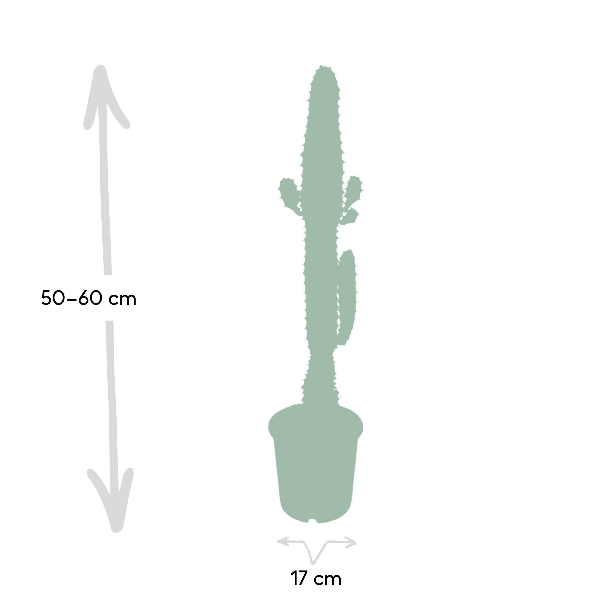 La Green Touch - Euphorbe Acrurensis 50cm - Plante d'intérieur- La Green Touch - Image 4
