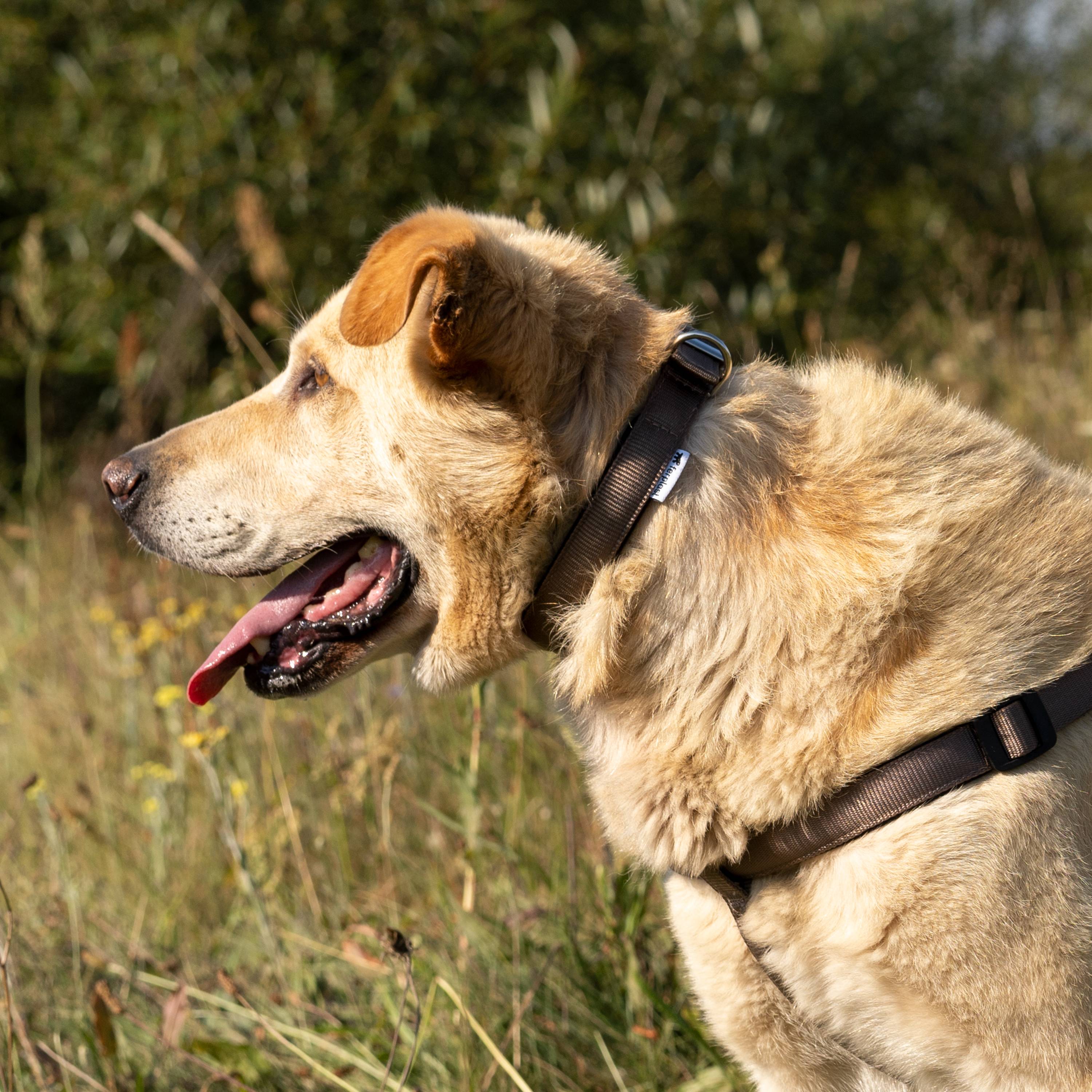Ferplast - Collier chien chiens nylon souple rembourrage FERPLAST DAYTONA différentes tailles et couleurs - Imagen 3