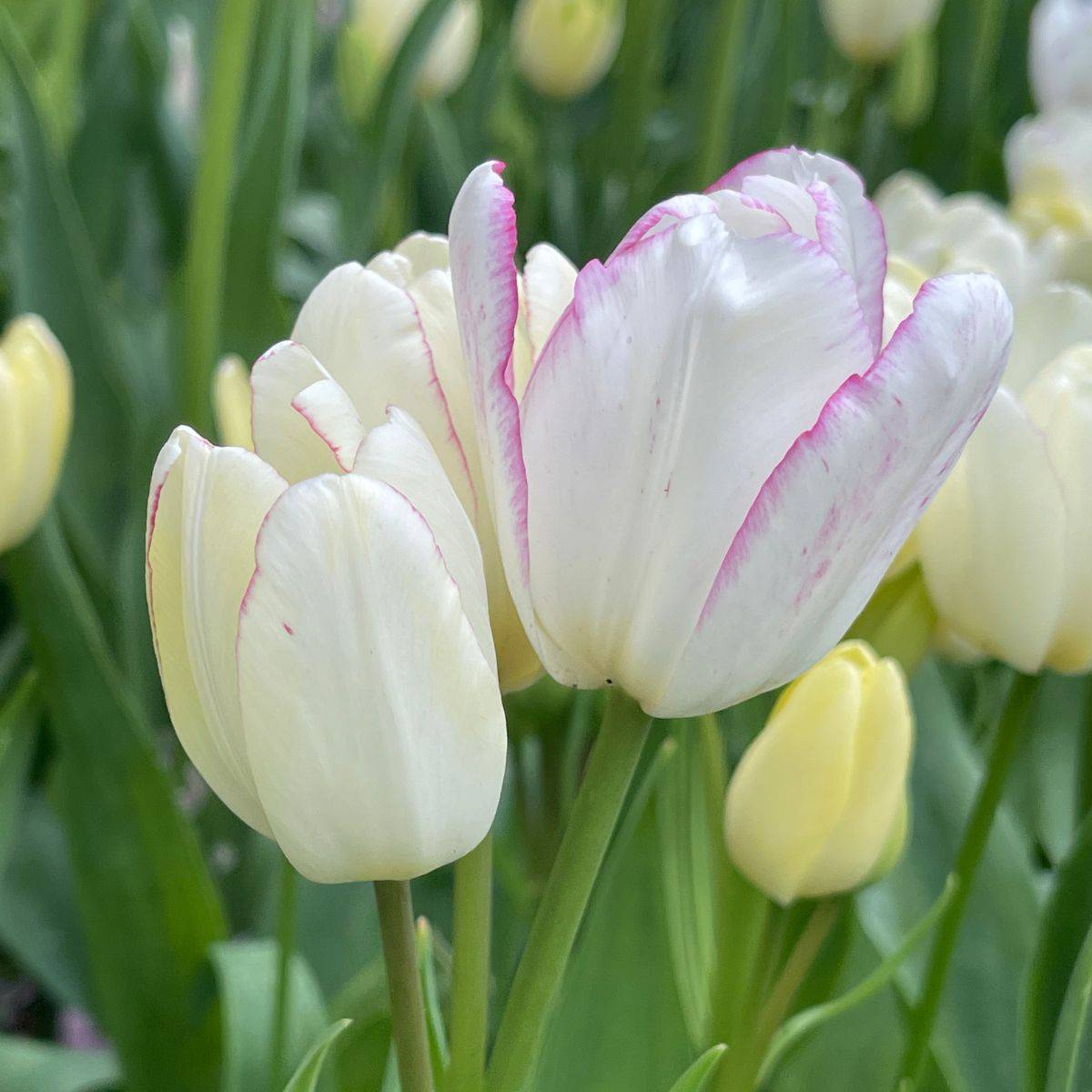 Promesse de Fleurs - Tulipe pluriflore Emilie Bulbe calibre 12+ (par 10)