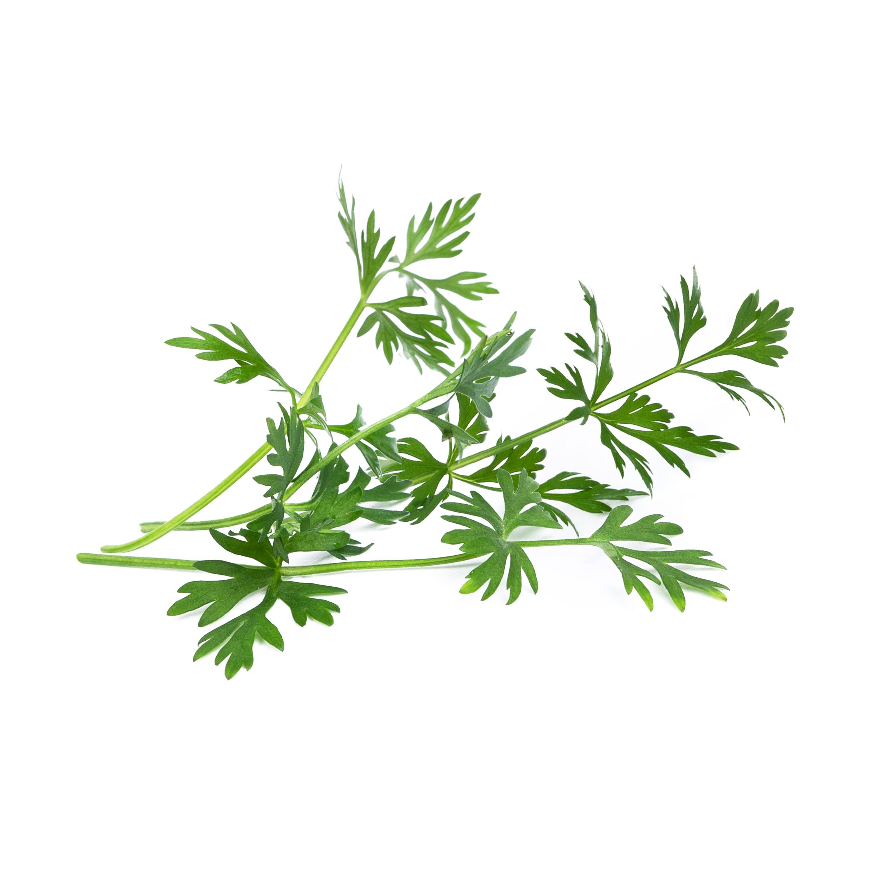 Veritable - Lingot Cumin des prés BIO - Recharge prête à l'emploi - Véritable - Imagen 2