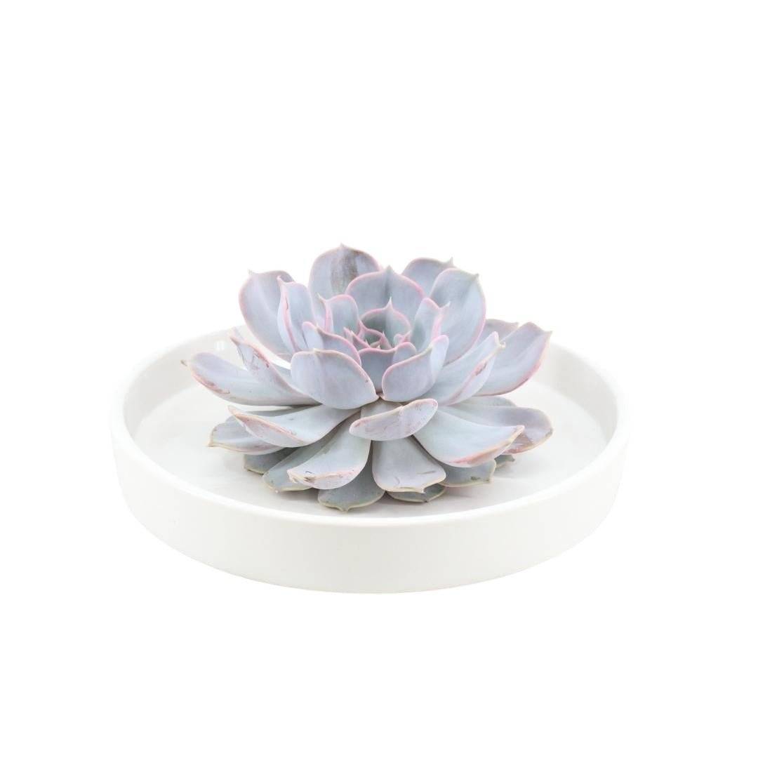 La Green Touch - Echeveria Lilacina Élégance- La Green Touch - Imagen 7
