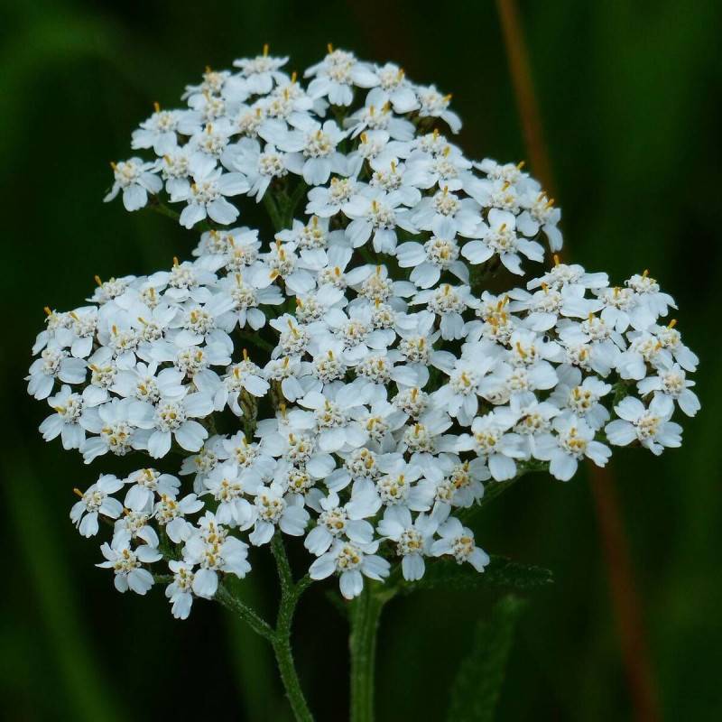 Achillée Noble à fleurs Blanche - feuillage Caduc - Godet - 5/20 cm-  hauteur à maturité De 0,50 m à 1,00 m - Imagen 1