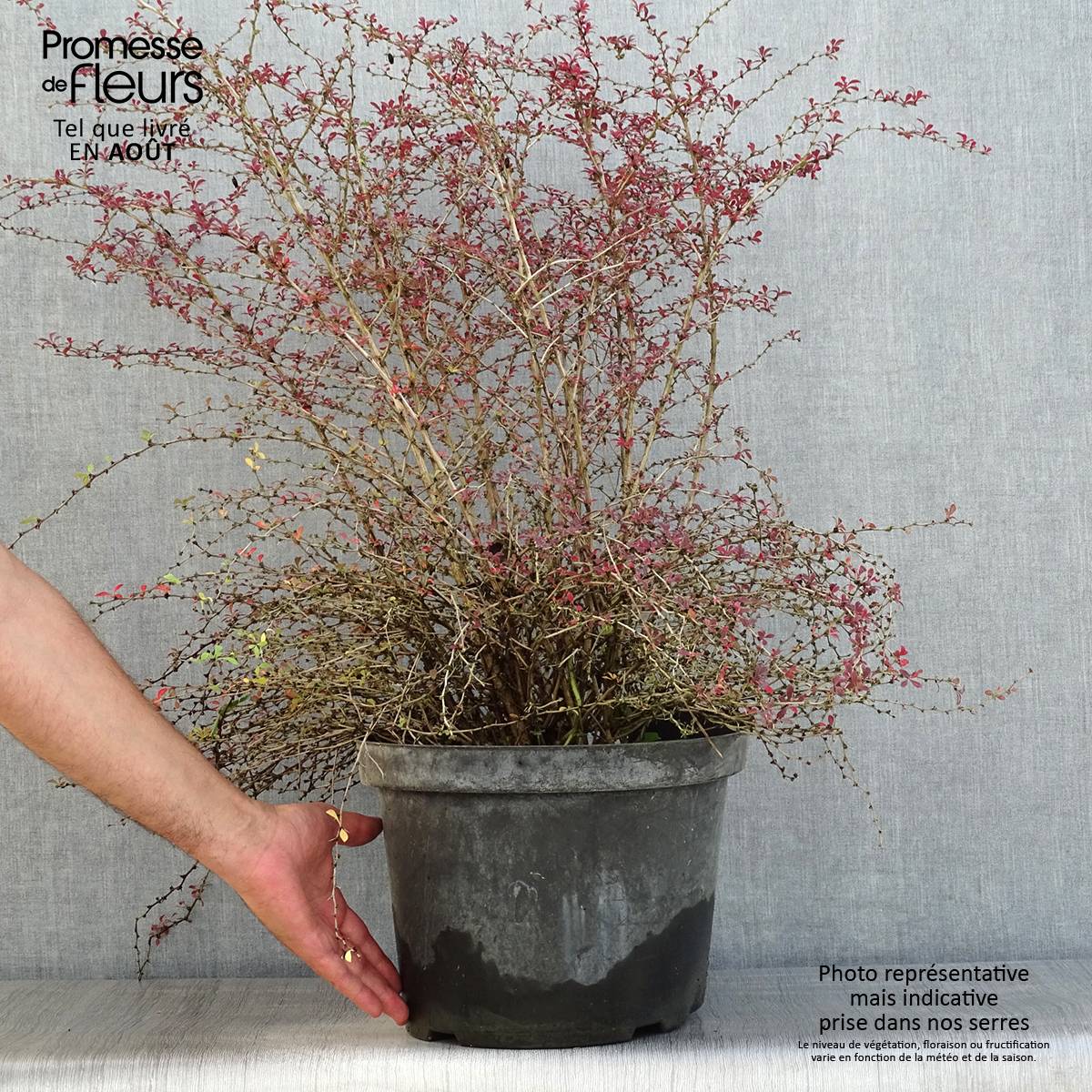 Berberis thunbergii Red Dream - Epine-vinette Pot de 7,5L/10L - Image 2