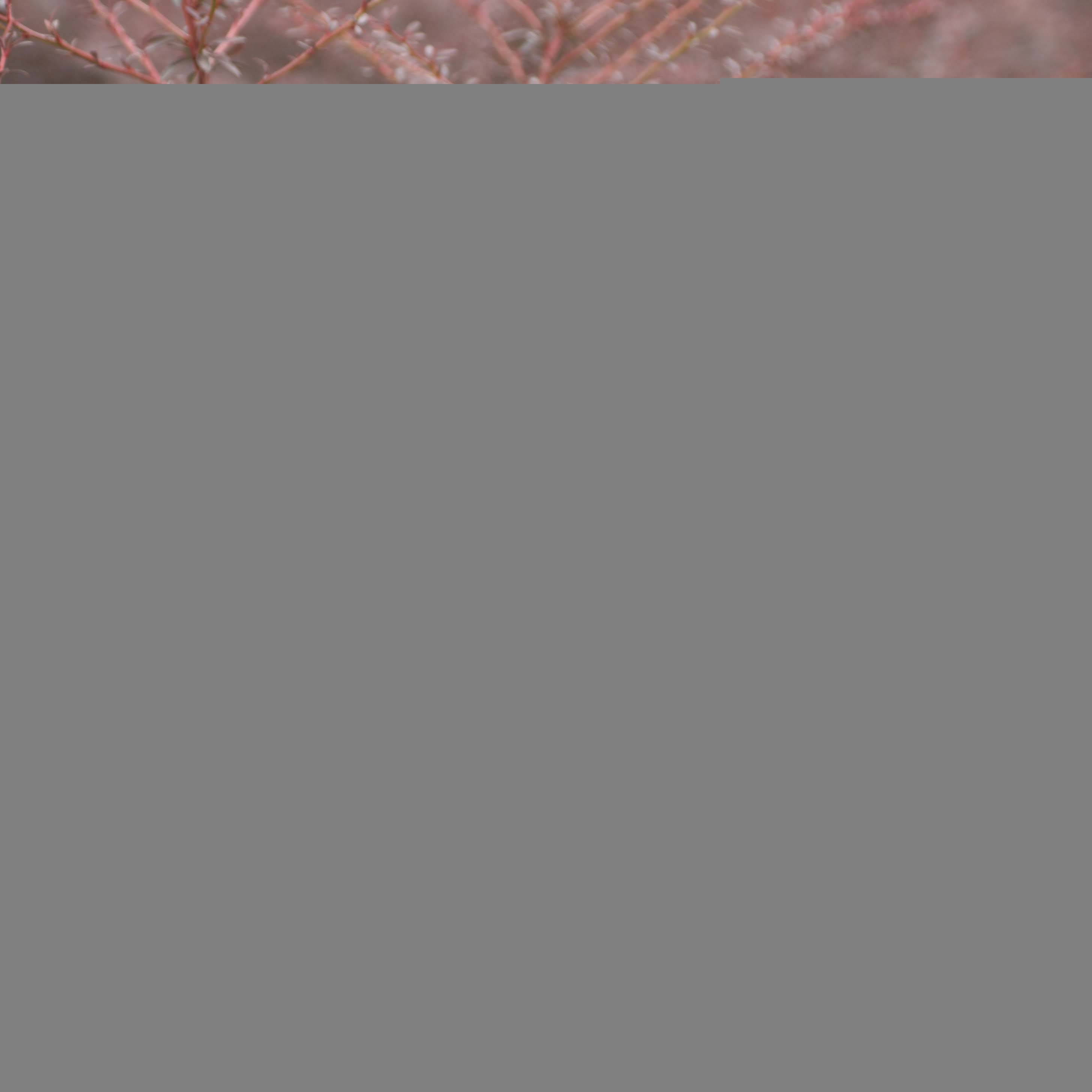 Berberis thunbergii Red Dream - Epine-vinette Pot de 7,5L/10L - Image 1