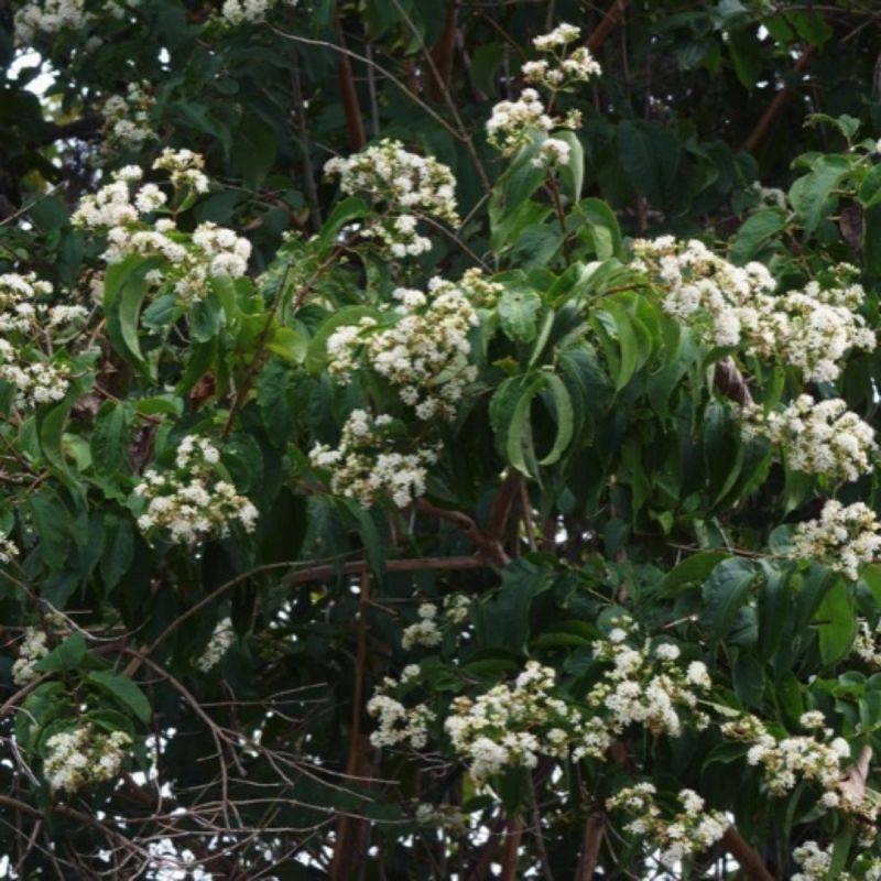 Heptacodion de Chine (Heptacodium Miconioides) - Godet 9cm - Pépinières Naudet - Image 1