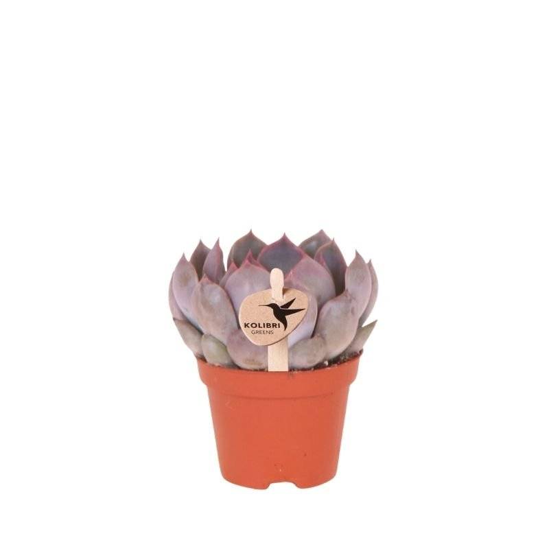 Succulente Echeveria Summer - Ø6cm - ↕8cm - Plantes d'intérieur - Image 1