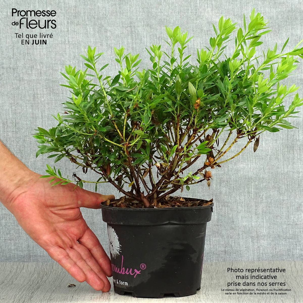 Rhododendron Bloombux Pot de 2L/3L - Jardiland