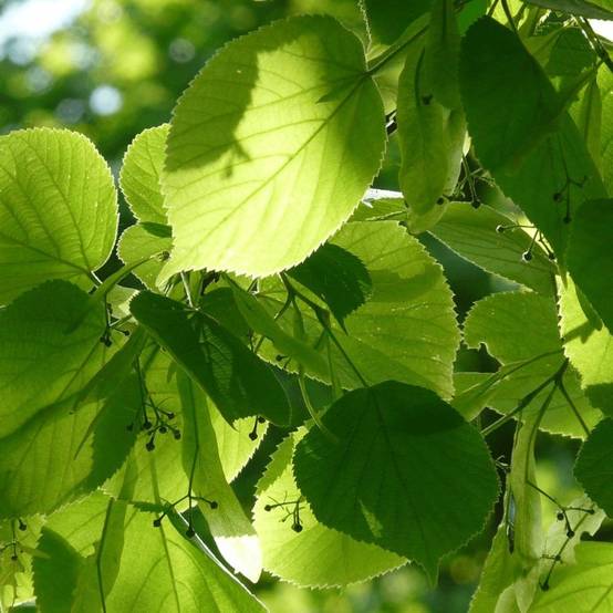 Tilleul à petites feuilles, Tilia - Pot de 7,5L - 80/100 cm - Image 3