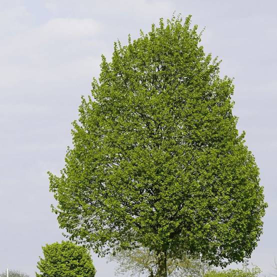 Tilleul à petites feuilles, Tilia - Pot de 7,5L - 80/100 cm - Image 1