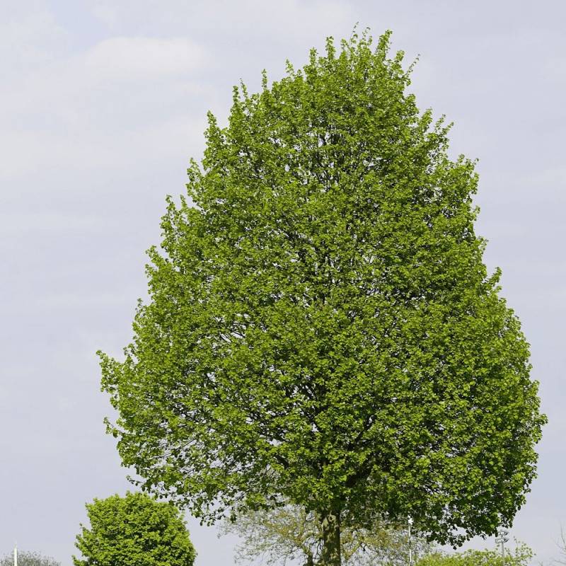 Tilleul à petites feuilles, Tilia - Pot de 7,5L - 80/100 cm - Image 2