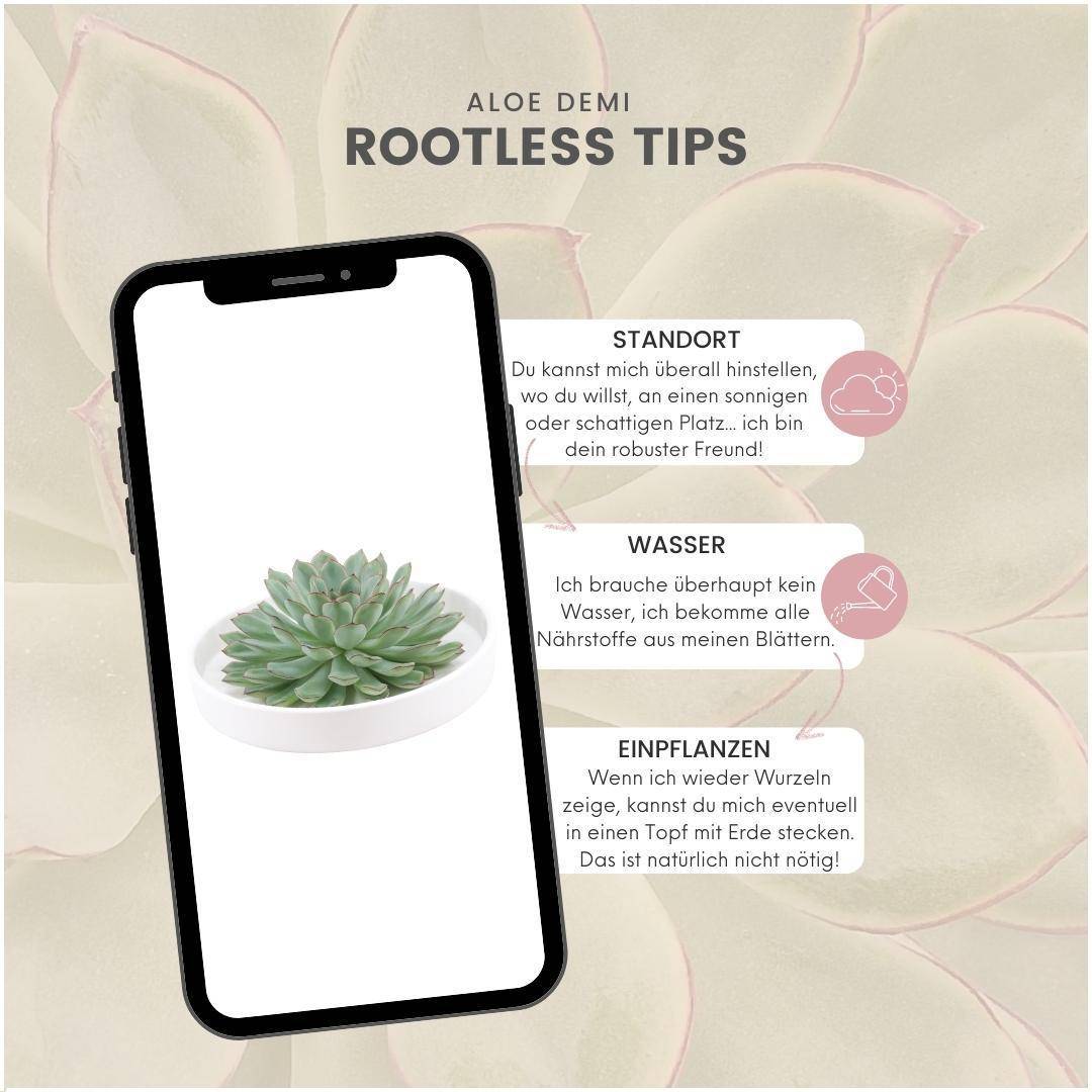 La Green Touch - Succulente Echeveria Pulidonis sans Racines- La Green Touch - Imagen 5