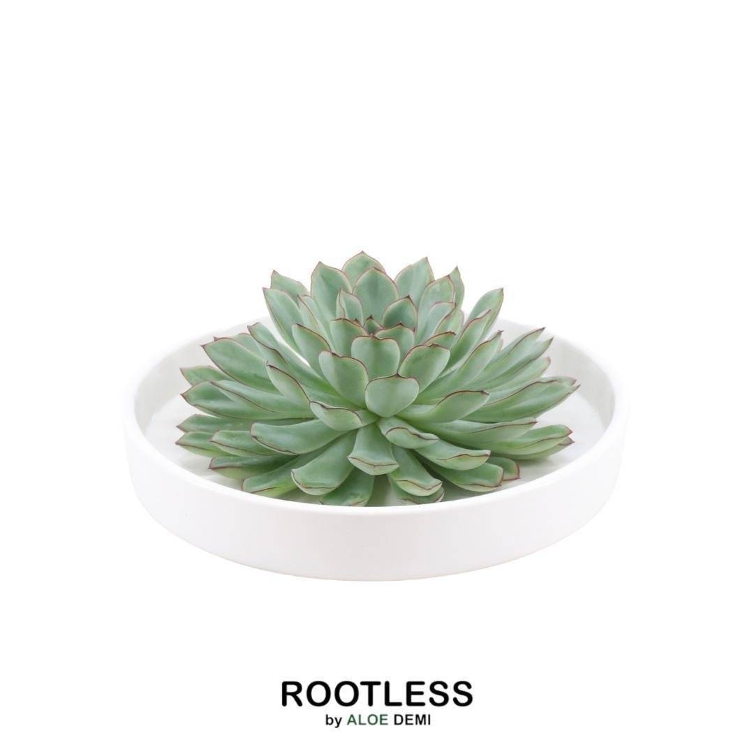 La Green Touch - Succulente Echeveria Pulidonis sans Racines- La Green Touch - Imagen 1