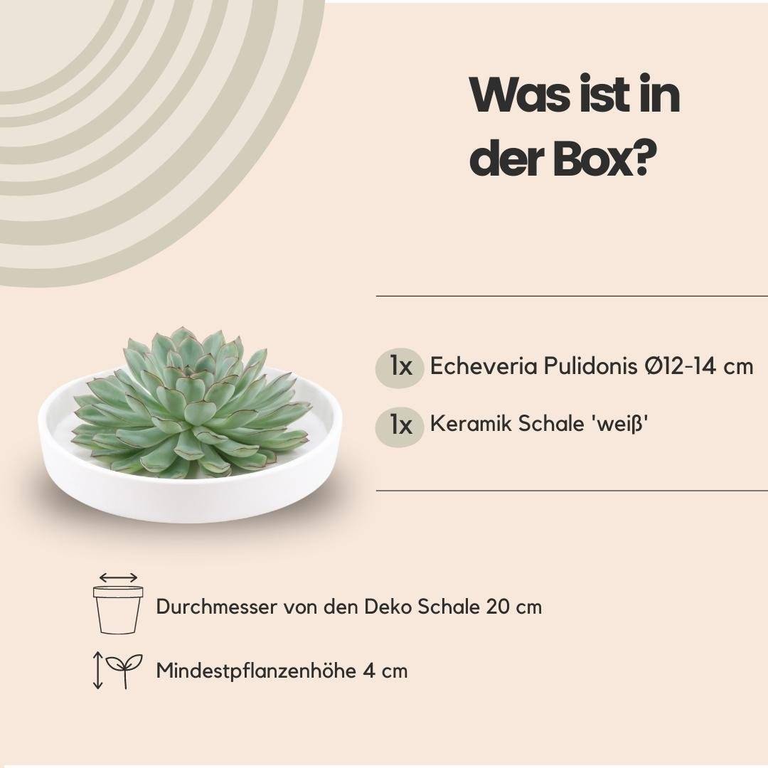 La Green Touch - Succulente Echeveria Pulidonis sans Racines- La Green Touch - Imagen 4
