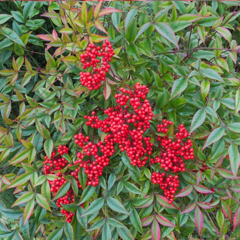 Bambou sacré domestica, Nandina à fleurs Blanche - feuillage Persistant - Pot de 4L - 40/60 cm-  hauteur à maturité De 1,00 m à 1,50 m - Image 1