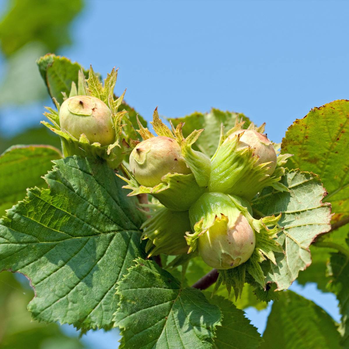 Noisetier commun - Corylus avellana Longue d'Espagne Pot de 3L/4L, Buisson