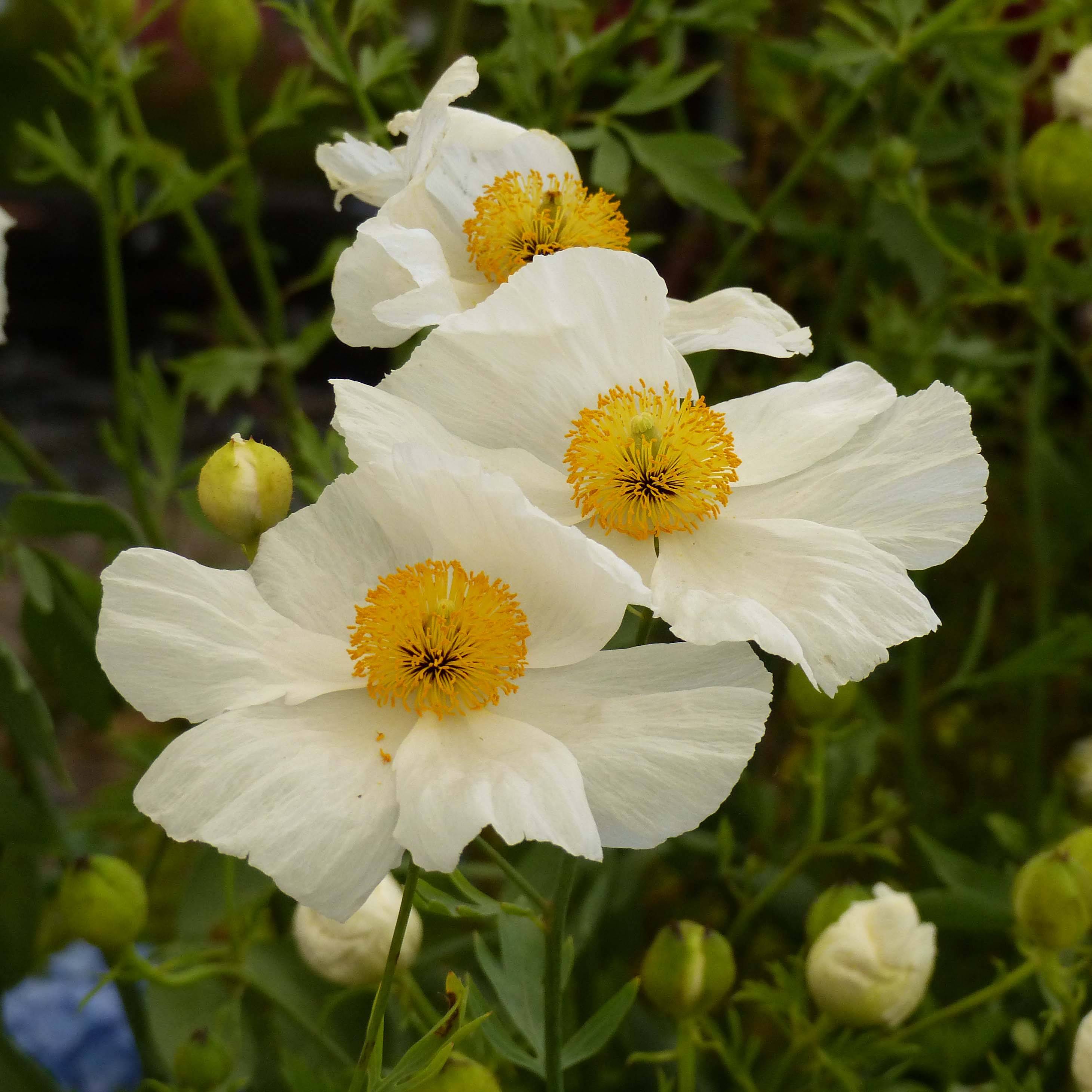 Romneya coulteri - Pavot en arbre Pot de 2L/3L