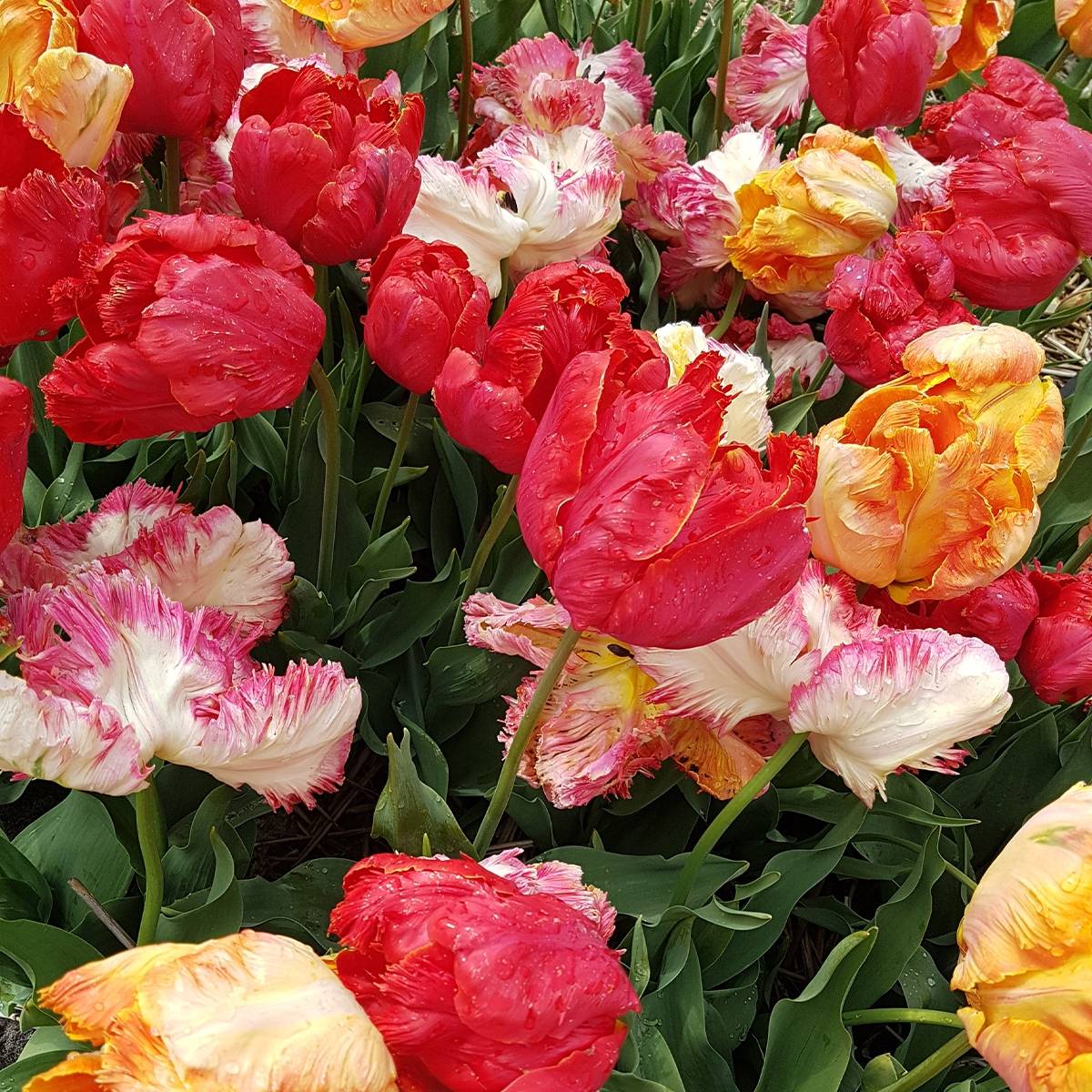Promesse de Fleurs - Tulipes Perroquet en mélange Bulbe calibre 12+ (par 6)