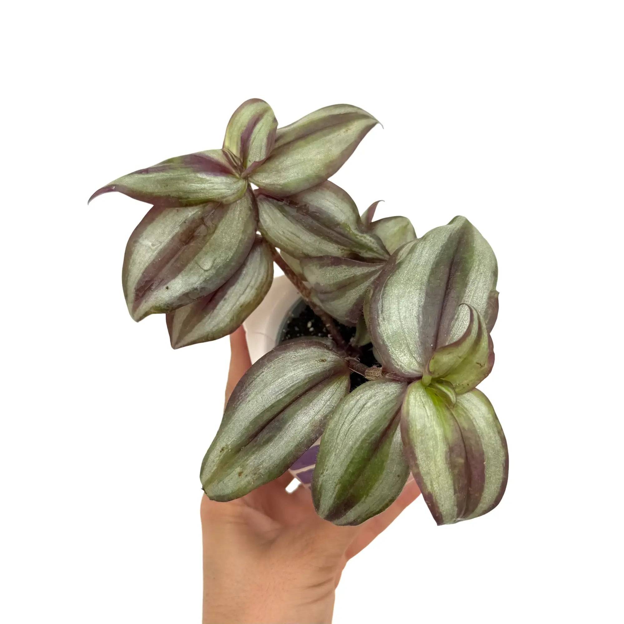 Tradescantia Zebrina Pink Joy - Pot de 6cm - Plantes d'intérieur