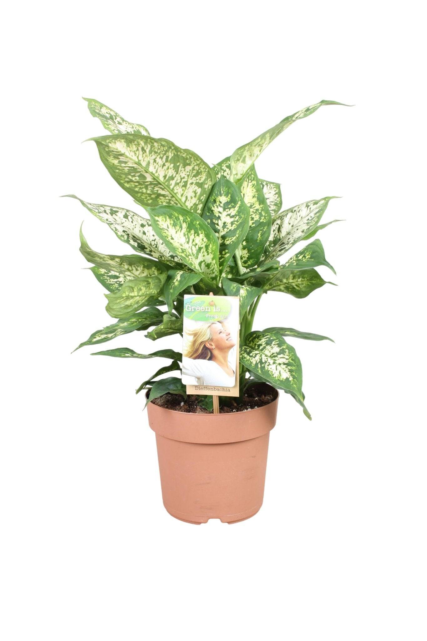 La Green Touch - Dieffenbachia 'Compacta' 45cm - Plante d'intérieur- La Green Touch - Imagen 2