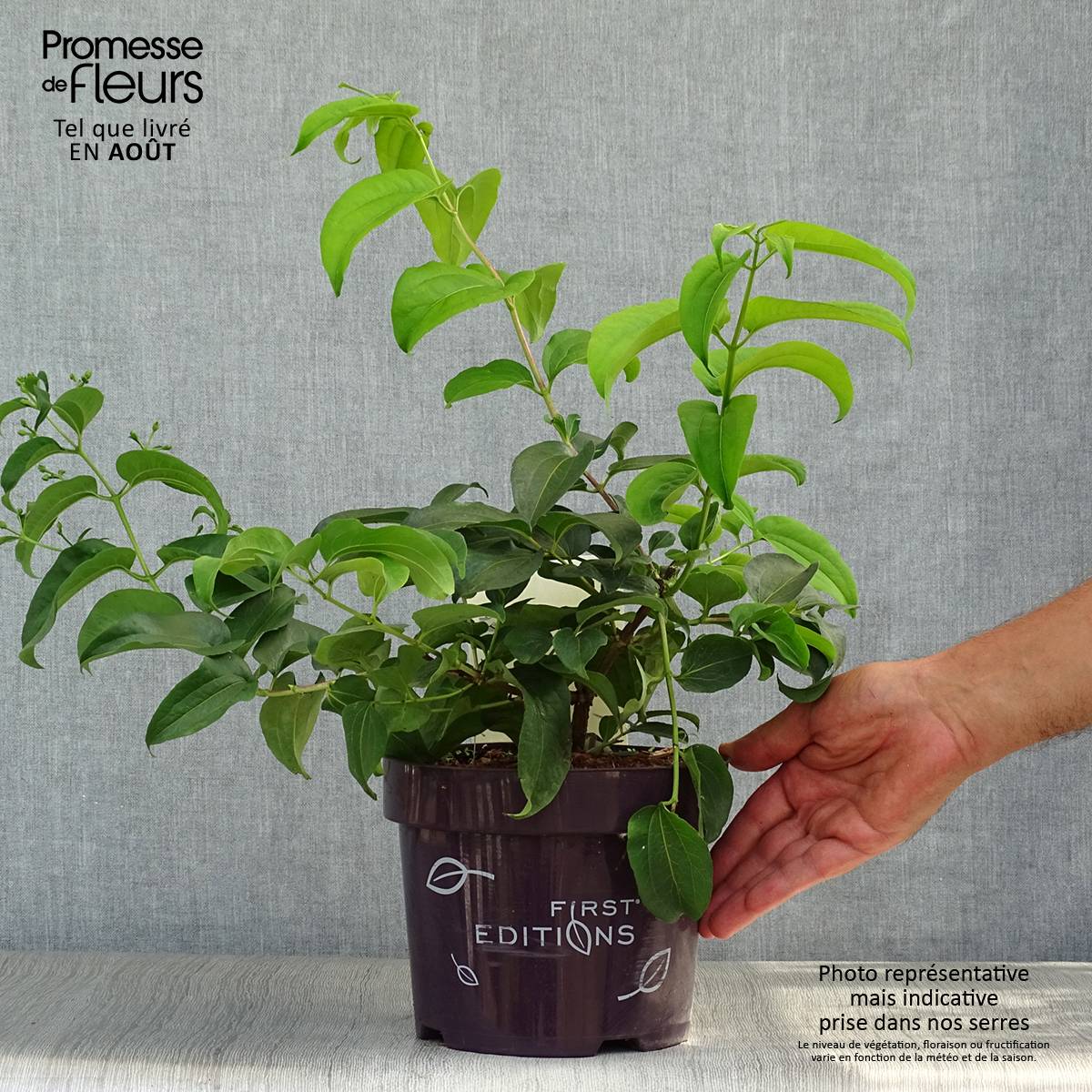 Heptacodium miconioides Tianshan - Arbre aux 7 fleurs Pot de 3L/4L ...