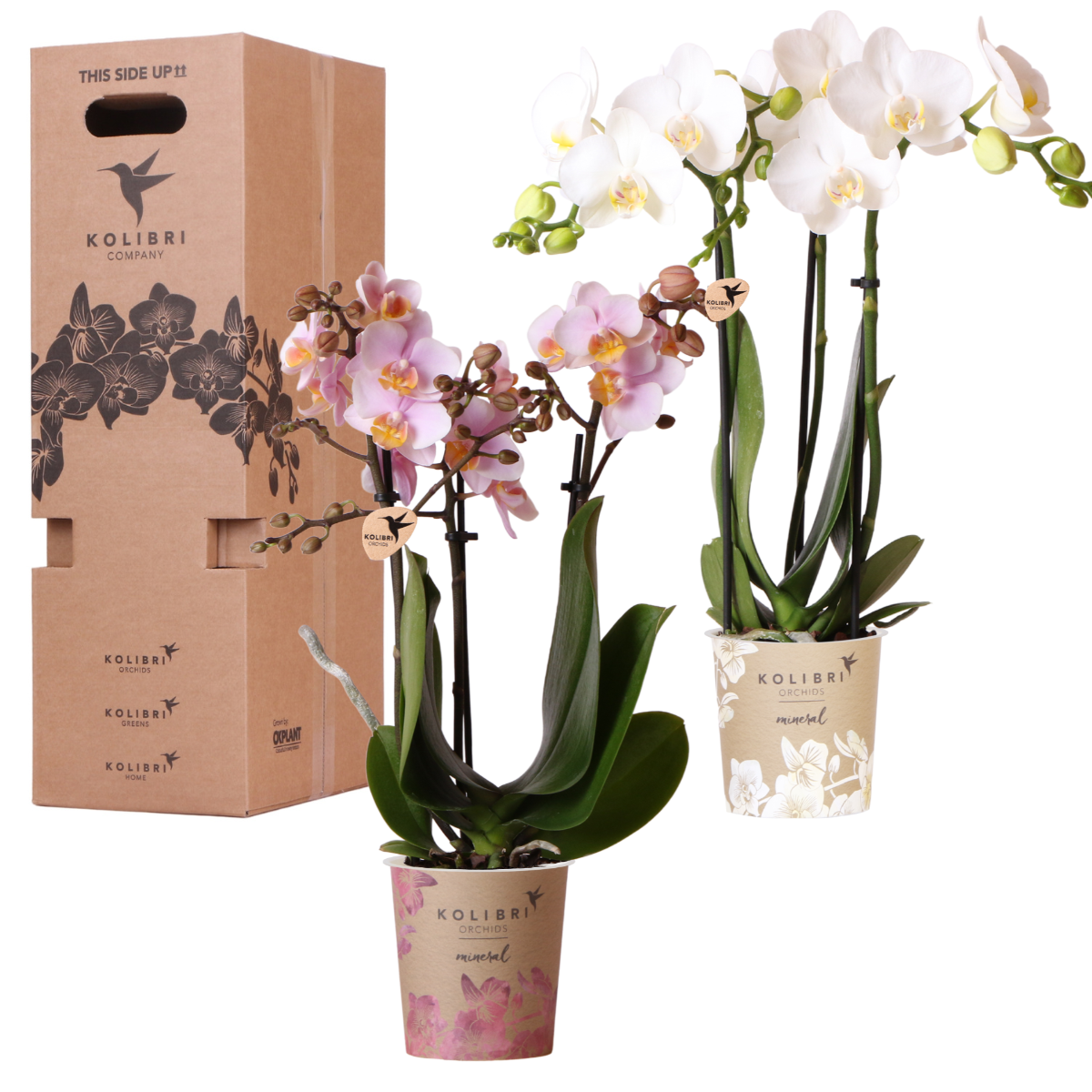 Coffret Avantage Plantes - D9 H35cm