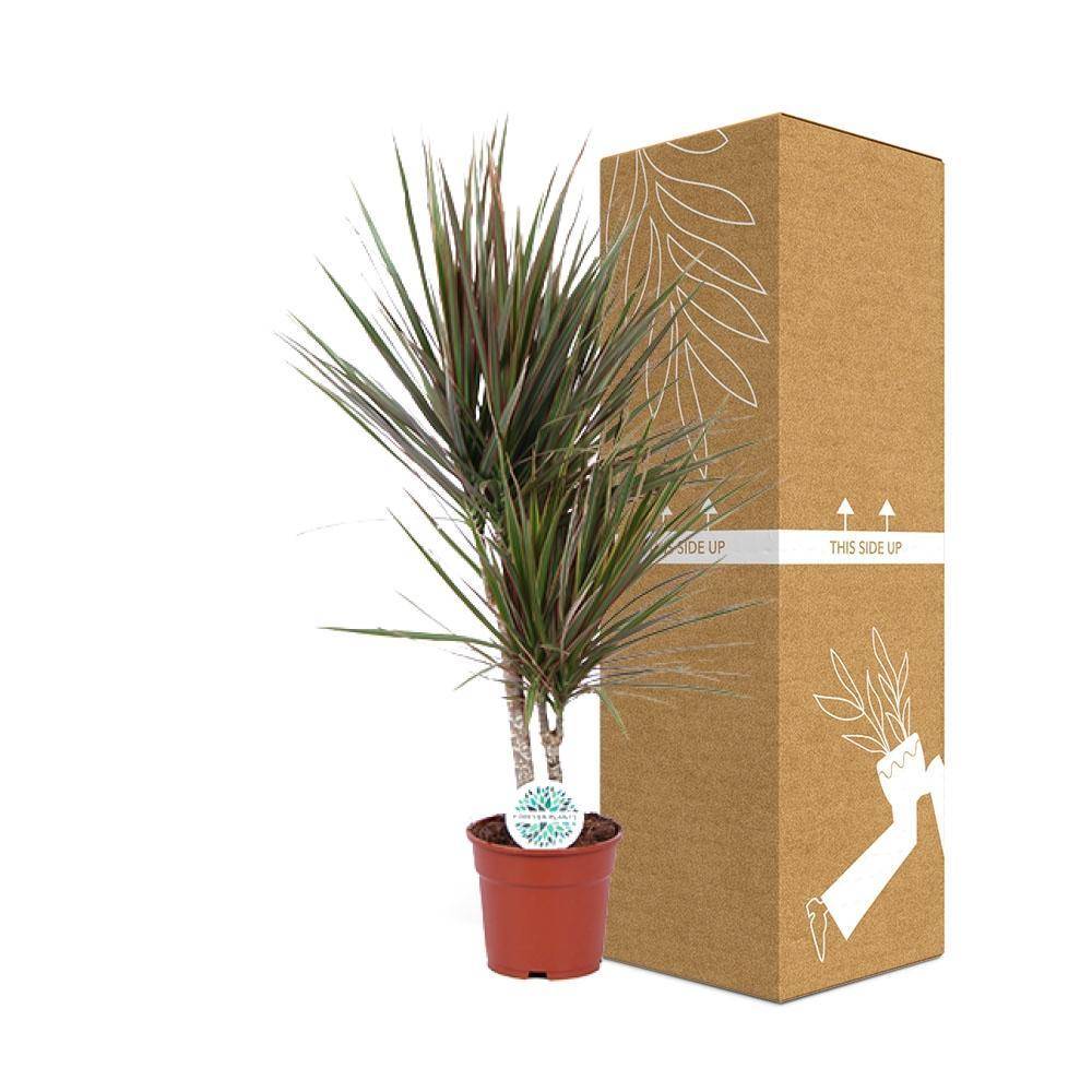 La Green Touch - Dracaena Bicolor - D17 H75cm - Imagen 3