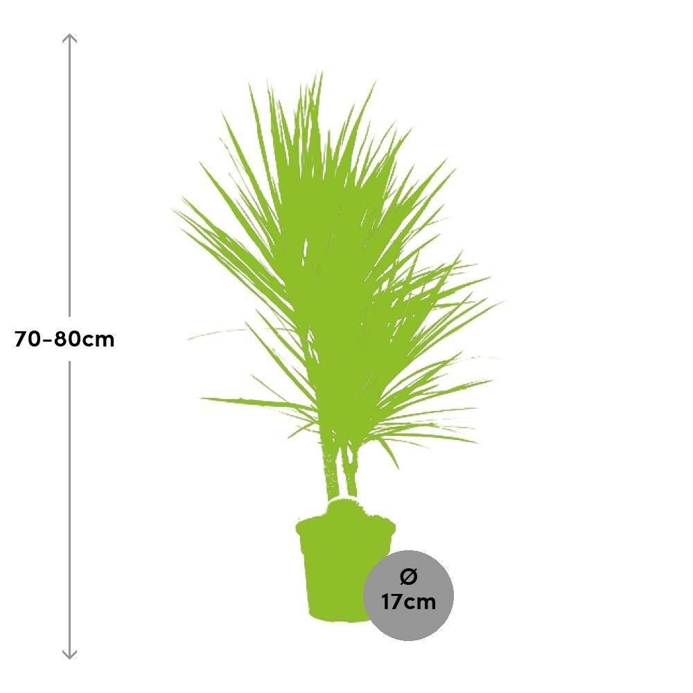 La Green Touch - Dracaena Bicolor - D17 H75cm - Imagen 2