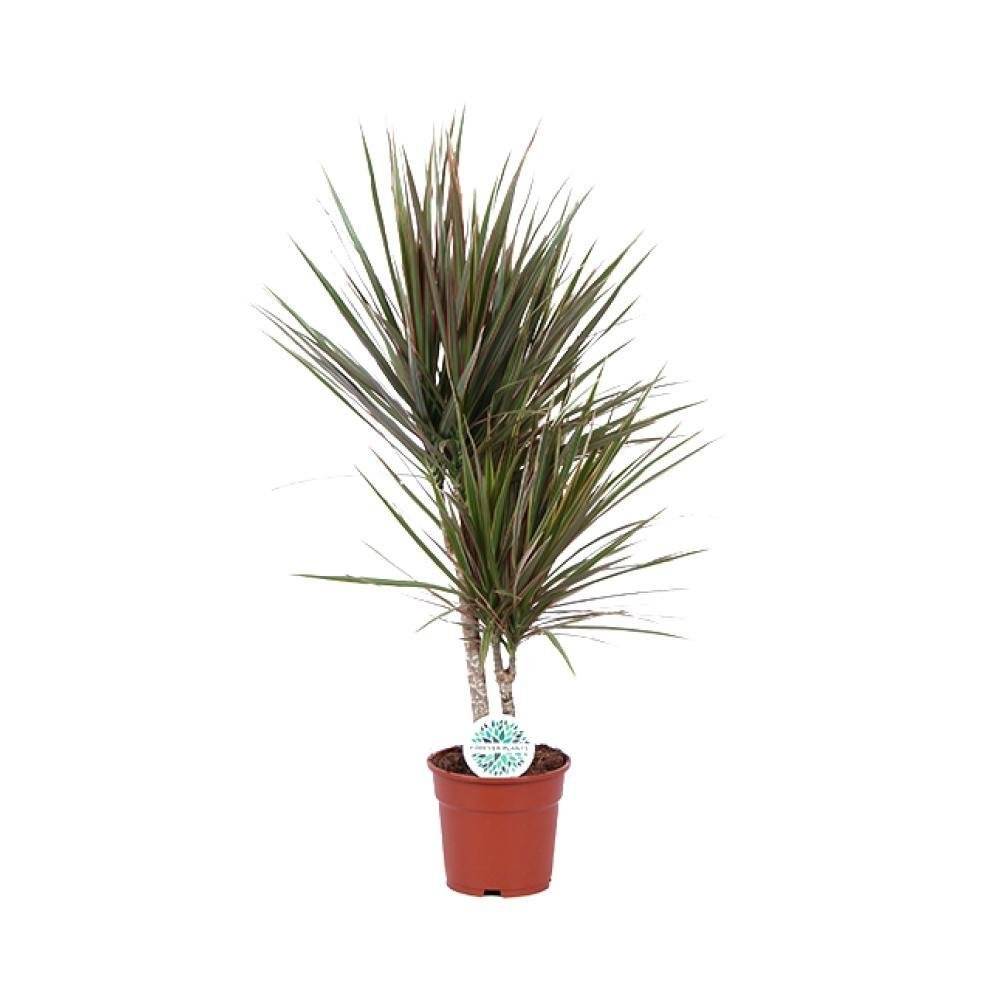 La Green Touch - Dracaena Bicolor - D17 H75cm - Imagen 1