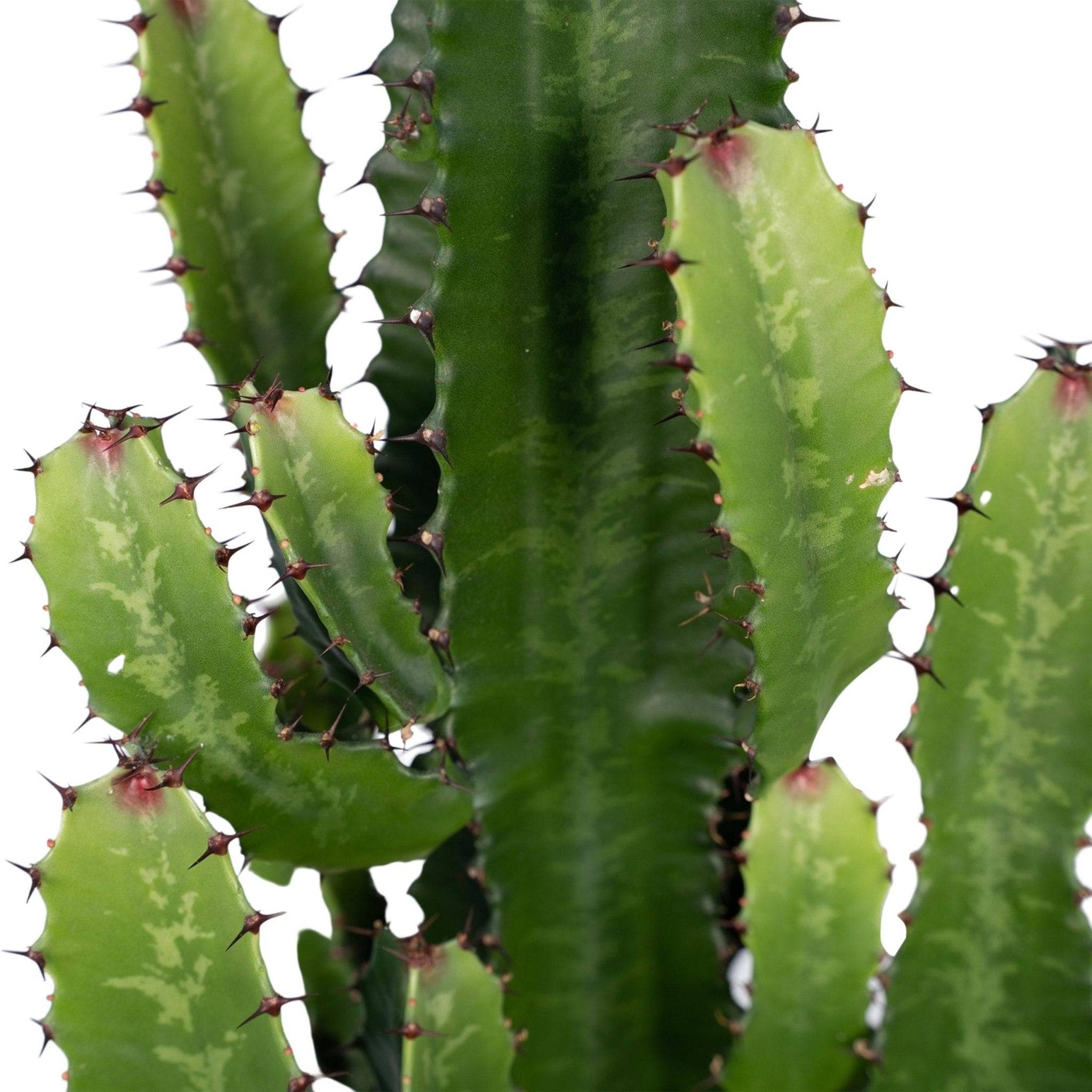 La Green Touch - Euphorbe Acrurensis 60cm - Plante d'intérieur- La Green Touch - Imagen 3