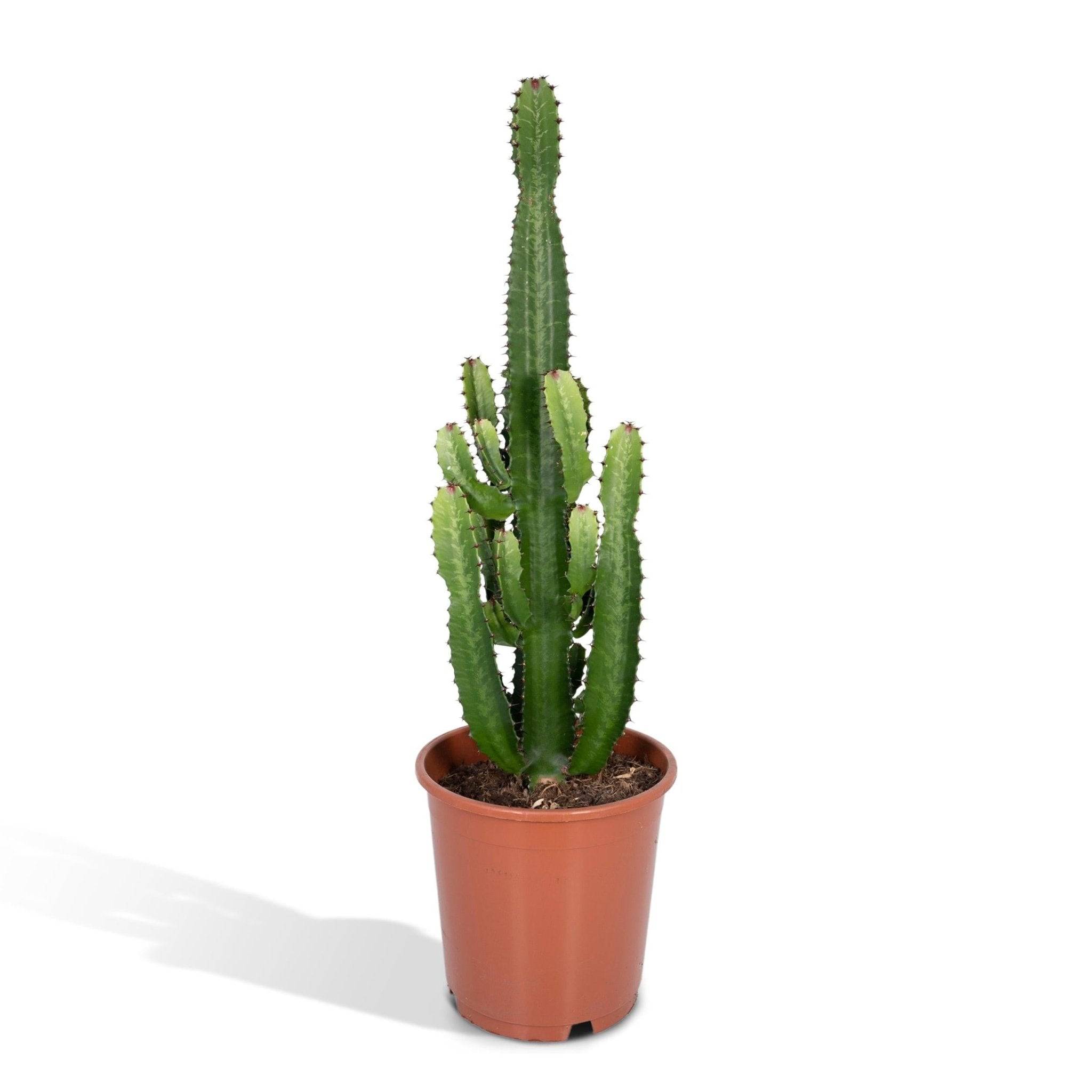 La Green Touch - Euphorbe Acrurensis 60cm - Plante d'intérieur- La Green Touch - Imagen 9
