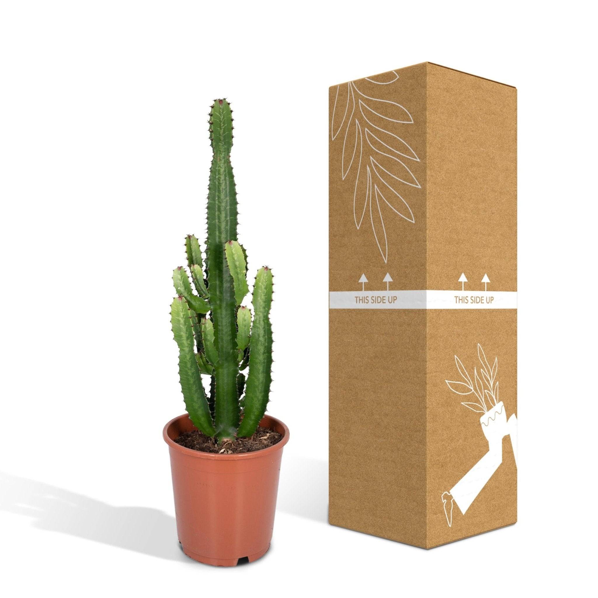 La Green Touch - Euphorbe Acrurensis 60cm - Plante d'intérieur- La Green Touch - Imagen 6