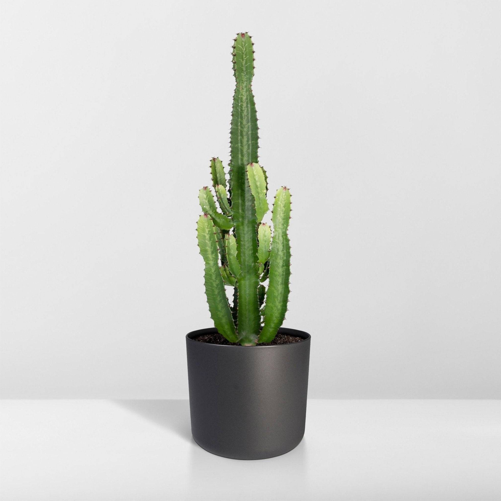 La Green Touch - Euphorbe Acrurensis 60cm - Plante d'intérieur- La Green Touch - Imagen 8